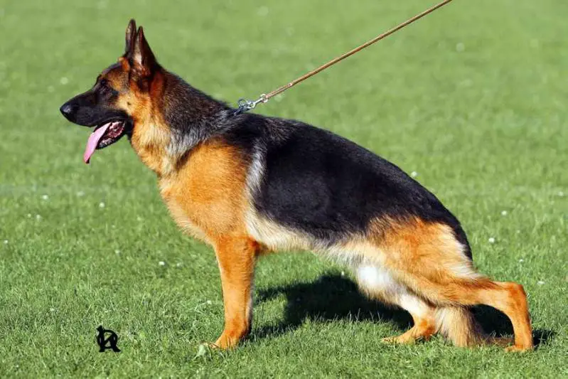 2x VA1 CZ sieger CAC, BOB, KV, OV Mirra Hartis Bohemia