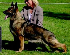 GCH CH (US) Ranita's Princes of Zyeata