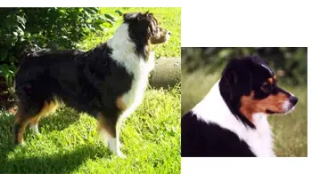 AKC CH Ioka Kyrie Takus Tarrah STDs