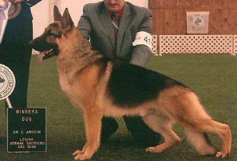 GCH CH (US) Alkarah's Bossa Nova