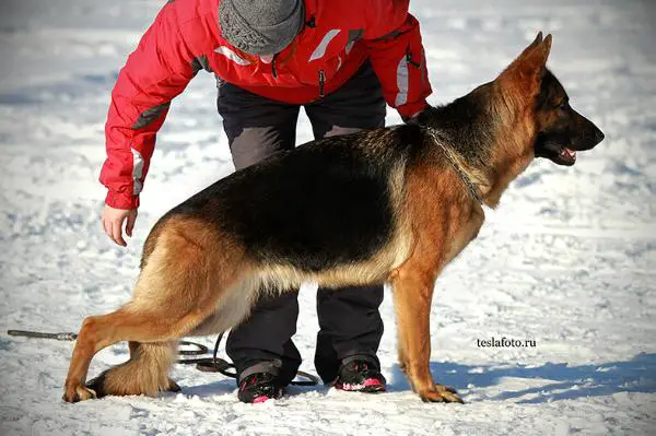 Marvil Junion Tsarskaya Doch
