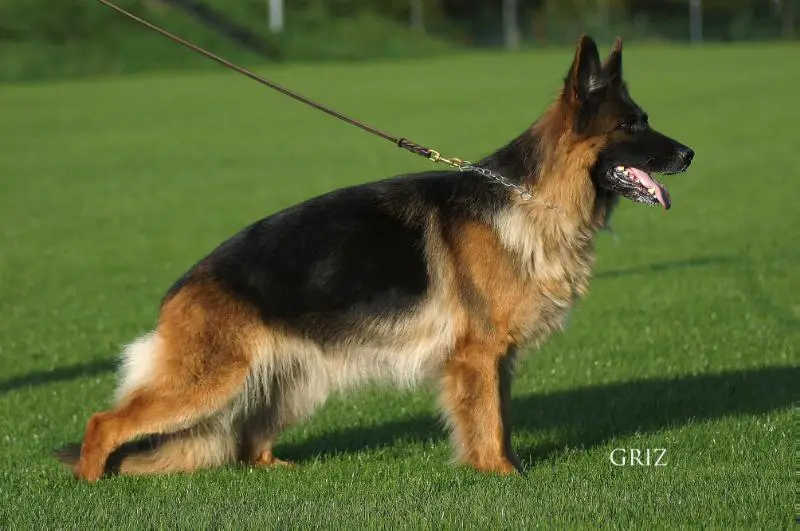 POLISH CH./SG15 BSZS JHKL 2013 UNIQA Hartis Bohemia