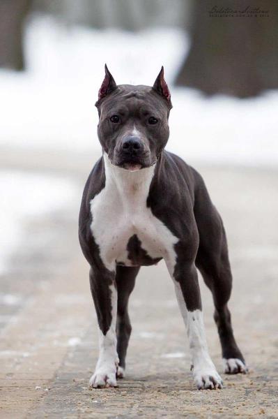 CH UA Diamond Roxanne Soul of Gryffindor