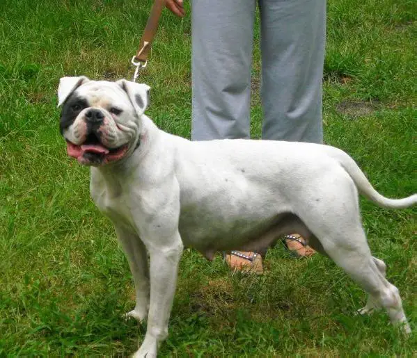 Iver's Lady (formely Cady of ABAB)