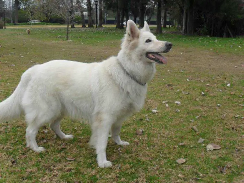 Diana  de Western White