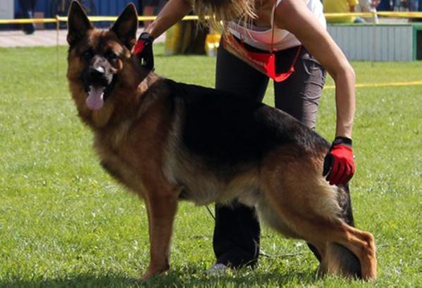 V Cayes vom Mansalen