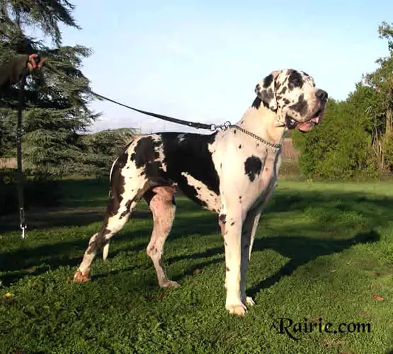 Stein Du Domaine De Valdemar