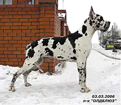 GR CH RUS Tabarka De La Benjamine