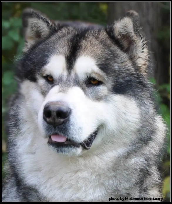 BBIS, PBIS Bear Pak Total Package Of Nanook Spirit