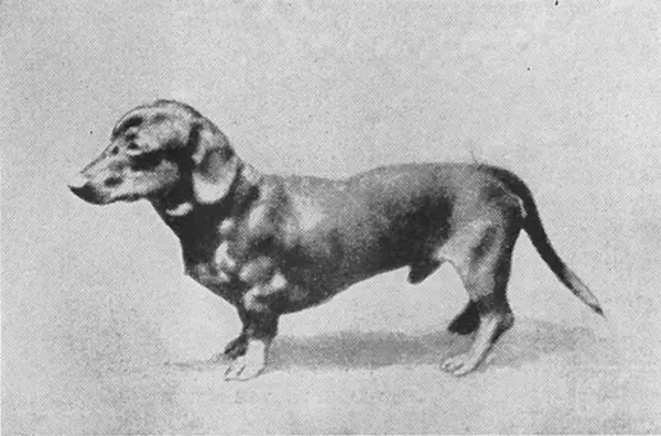 Dachs 16