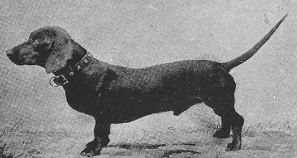 Hundesport's Bergman