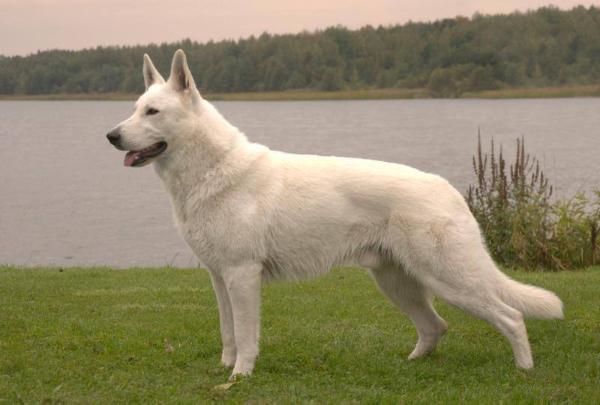 Born to Win White Strongheart