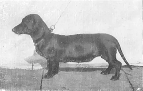Maus von Fehmarn