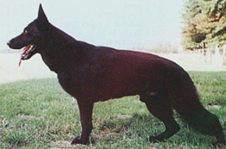 Dago von der schwarzen Nister