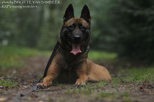 Paris Le Serviteur Puissant