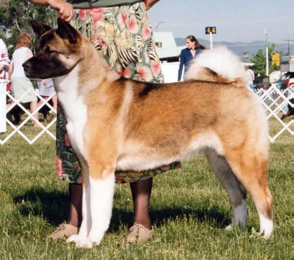 AKC CH Roy-Tan's Blinded ByThe Light