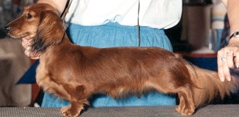 AM. CH Carawan's Orchardwood Echo ML