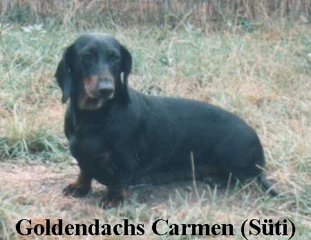 Goldendachs Carmen
