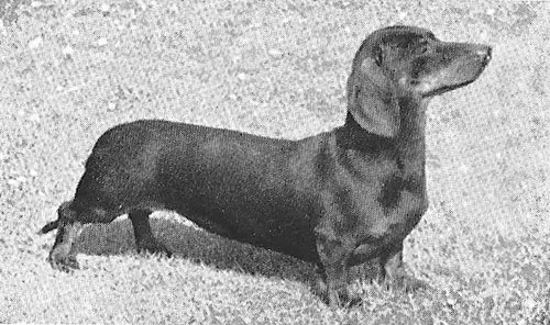 ENG CH Gaiety Girl of Wendlitt