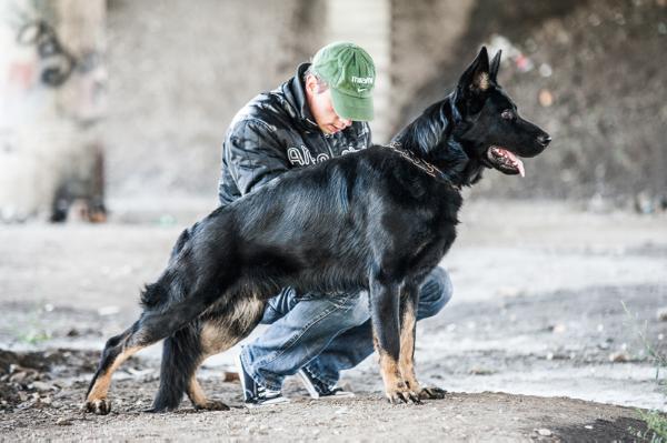 Dingo vom Hundenberg