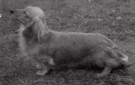 ENG CH Tingrith Tango