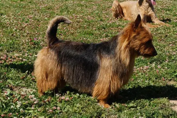 INT.CH.JRUS, CH.JBY, BANSHEE YAKOGOR Bella Vita