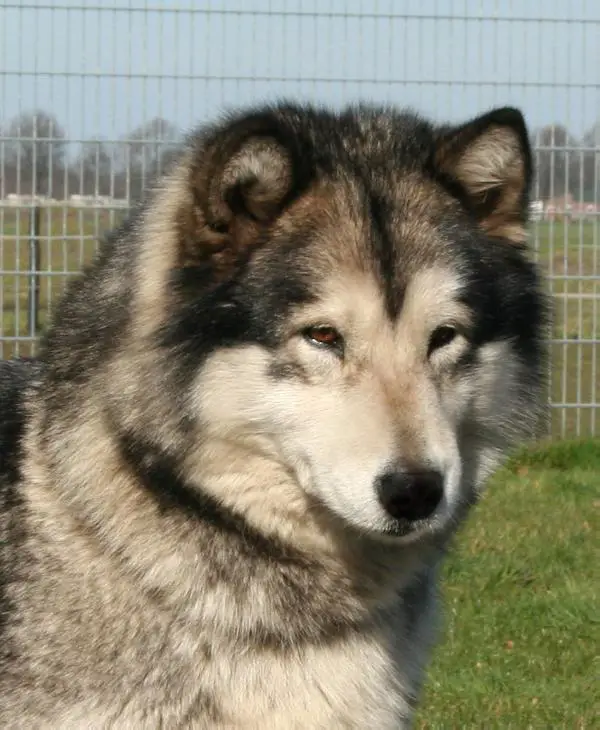 Tundra Sausimayok