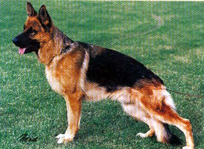 SG Wilko von Aurelius