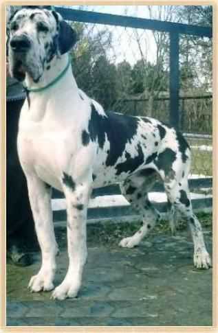 EuDDC Winner 2003 Amore Mio Grand Elegance