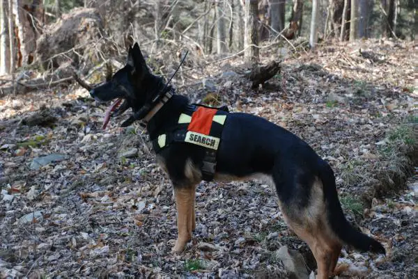 SAR CERT Abigail New York State of Mind vom Franzosen Wald