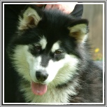 IR CH & INT CH Cherdene Rosie O'grady For Libertia