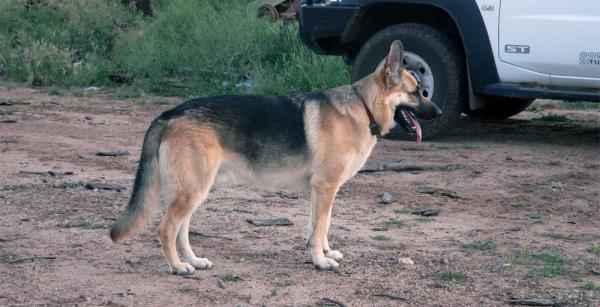 Rosehill Zulu Warrior