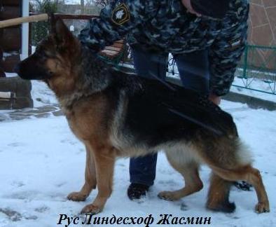 Rus Lindeshof Zhasmin