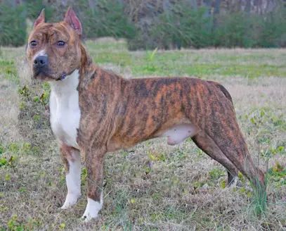 Electriclady Ready To Holl