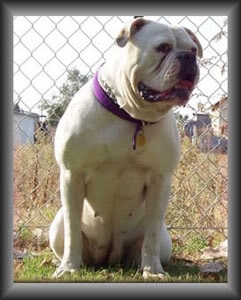 SDOB's Honey Humps of LSSB