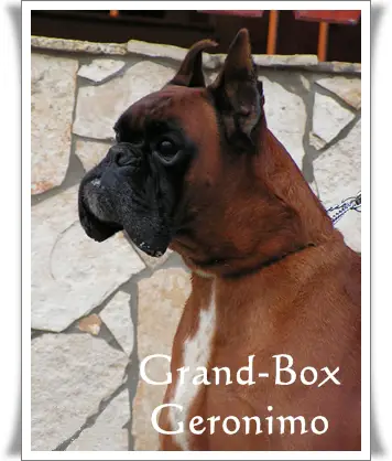 HJCH,HVCH,2XCACIB Grand Box Geronimo