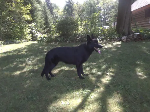 Onyx Vom Haus Safko