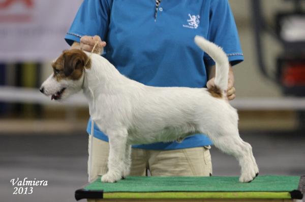 JCH, MULTI CH Goldsand´s Marco Polo