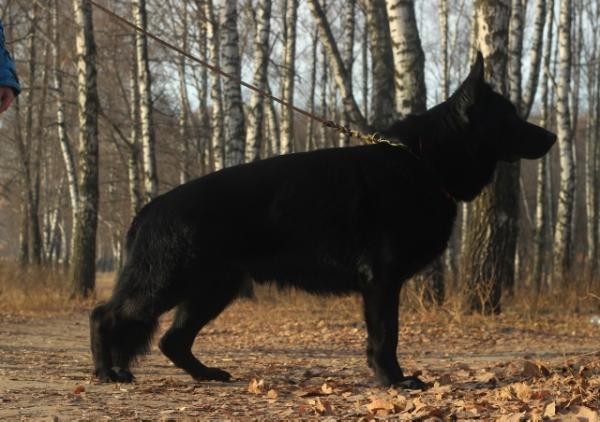 JCHRUS Hero Dark Shadow di Casa Zerbini