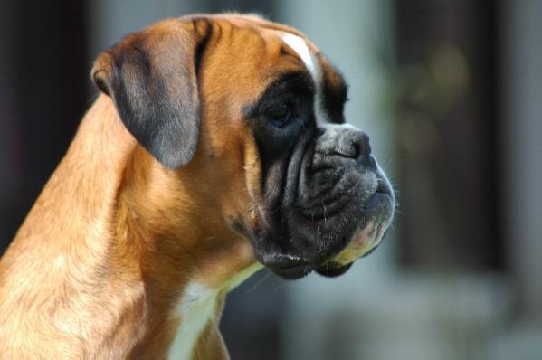 Come de la ville d'hiver