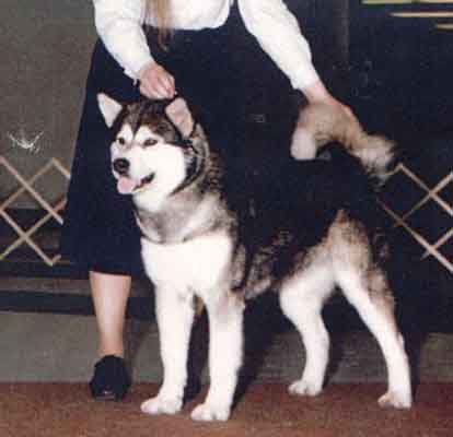 Thunderpaw's Kivalina