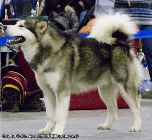 INT, MULTI CH Snoopy Face Antwerpen