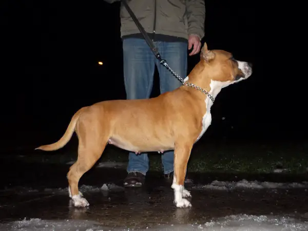 Go To Hollywood Golden Standard