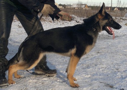 Golttvizen hof Pepsi