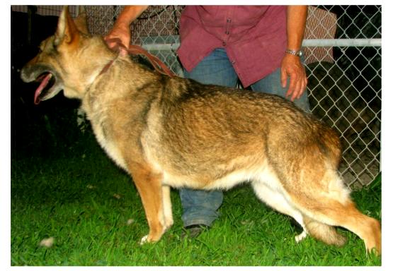 Raebark's Goldilocks