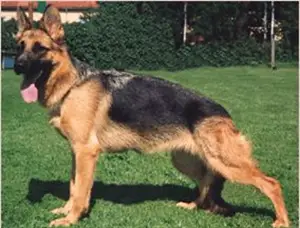 V SG Holly della Loggia dei Mercanti