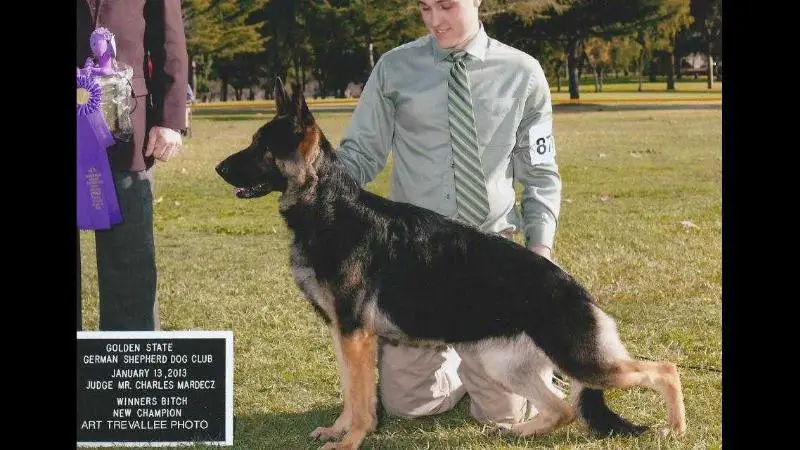 CH  (US) Mar Haven's Dancing In The Rain