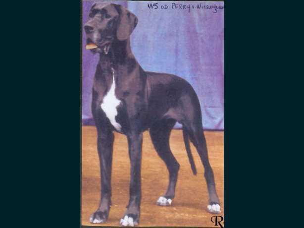 Perry Vom Wiesengrund