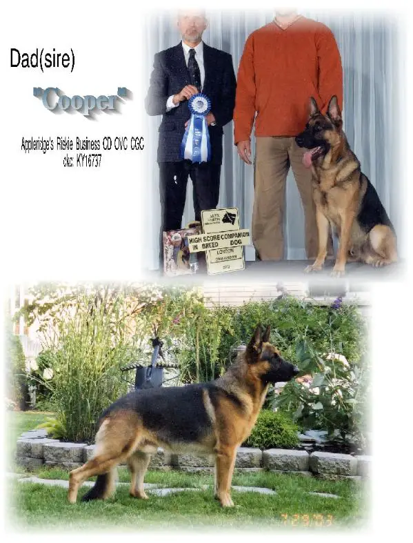 CH (CAN) Appleridge's Riskie Business