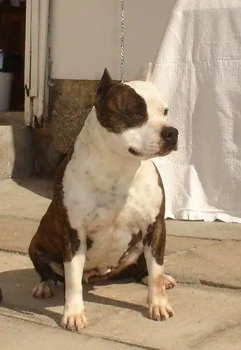 Natasha Strong Fortress Dog's